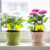 Capcane lipicioase non-toxice pentru muște - pentru interior/exterior - SET 10 BUC