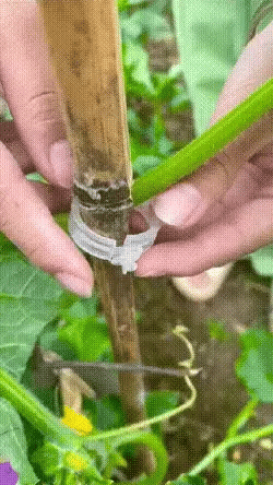 Cleme reutilizabile pentru susținerea plantelor